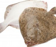 Vista dall’alto su sfondo bianco di due rombi appiattiti di forma romboidale, con pinne e viscere; uno è appoggiato sul lato chiaro e l’altro sul lato scuro