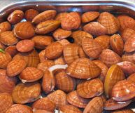 Un contenitore argentato pieno di fasolari appena pescati: le conchiglie, ben chiuse, sono marroni chiaro con strisce marroni scuro