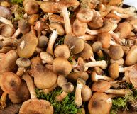 Funghi chiodini ammassati su un tavolo di legno; i cappelli hanno un colore che varia dal bruno al marrone chiaro, mentre i gambi sono beige