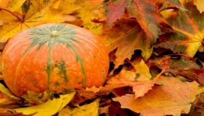 Dieta d'autunno: cosa è meglio mangiare