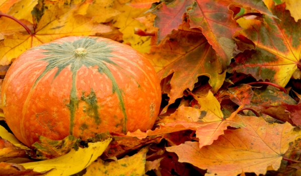 Dieta d'autunno: cosa è meglio mangiare