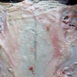 Ballottine di anatra al burro