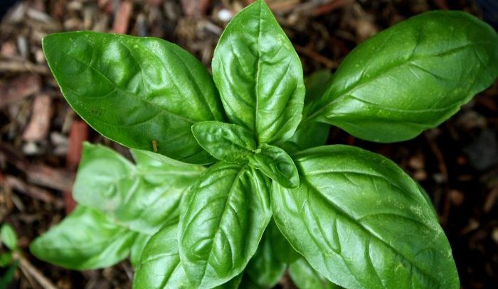Basilico, proprietà e ricette