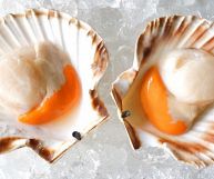 Su un letto di ghiaccio, due conchiglie di canestrelli con relativi molluschi dal color bianco e arancione, paragonabili a capesante dalle dimensioni ridotte