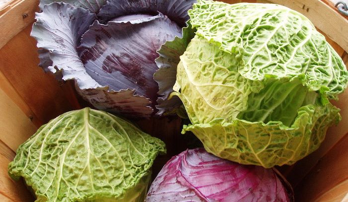 Cavolo, proprietà e ricette
