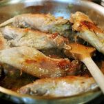 Coniglio light