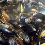 Cozze al Cognac