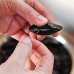 Cozze fritte