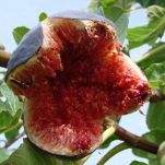 Fichi, caratteristiche e ricette
