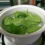 menta