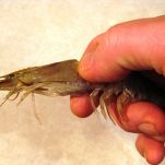 Gamberi alla lombarda