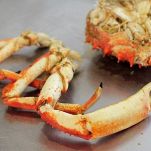 Granseola e gamberetti con olio e limone