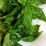 Insalata di pomodori al basilico