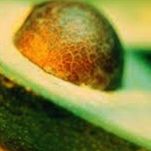 Insalata di spinaci e avocados