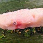 Luccio ripieno al forno