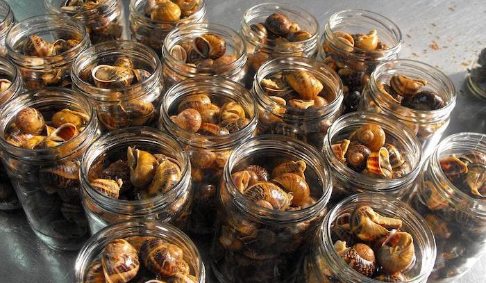 Lumache, caratteristiche e ricette