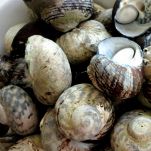 Ricetta Lumache Di Mare Le Ricette Di Buonissimo