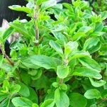 Maggiorana, caratteristiche e ricette