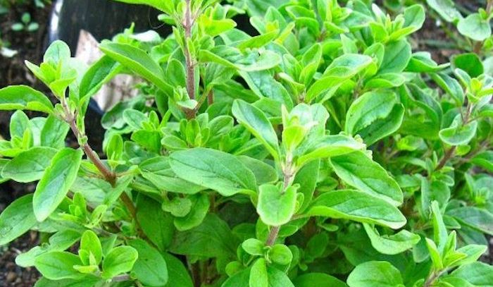 Maggiorana, caratteristiche e ricette
