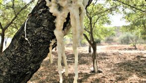 Manna, caratteristiche e ricette