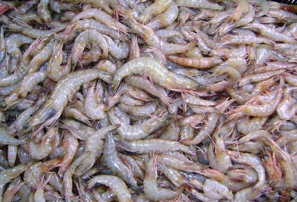 Mazzancolle, caratteristiche e ricette