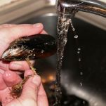 Mexilhoes com molho de escabeche