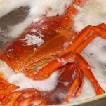 Pate di aragosta