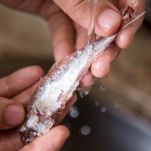 Patè di tonno al tartufo bianco