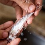 Pesce San Pietro al pesto di lattuga