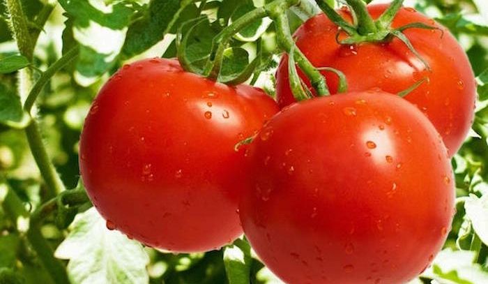 Pomodoro, proprietà e ricette