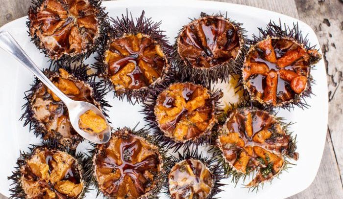 Riccio di mare, caratteristiche e ricette