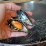 Risotto all&#8217;istriana