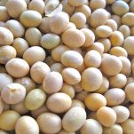 Soia, caratteristiche e ricette