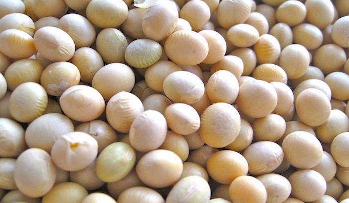Soia, caratteristiche e ricette