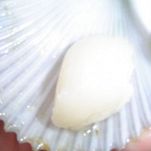 Tagliolini con gamberi e capesante