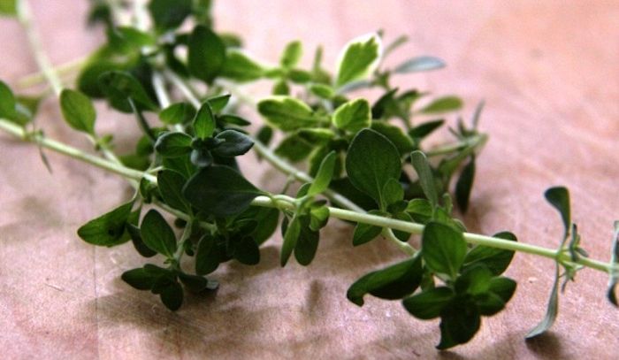 Timo, caratteristiche e ricette