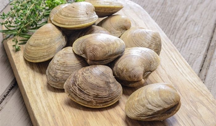 Vongole, caratteristiche e ricette