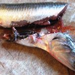 Insalata di pasta e tonno