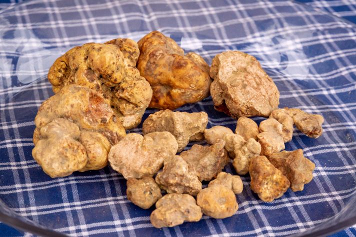 Tartufo bianco, come riconoscere quello vero
