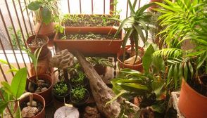 Arriva l'App per coltivare l'orto sul balcone