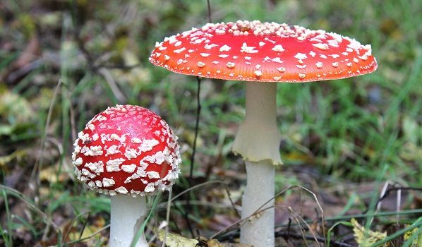 I 5 funghi allucinogeni dei boschi italiani