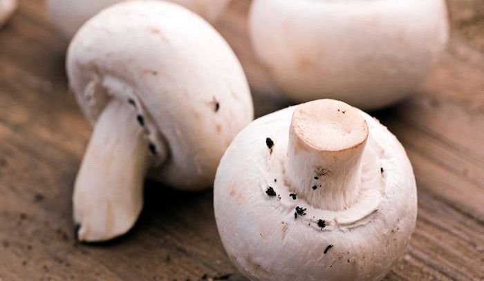 Scoperta: i funghi che conciliano il sonno
