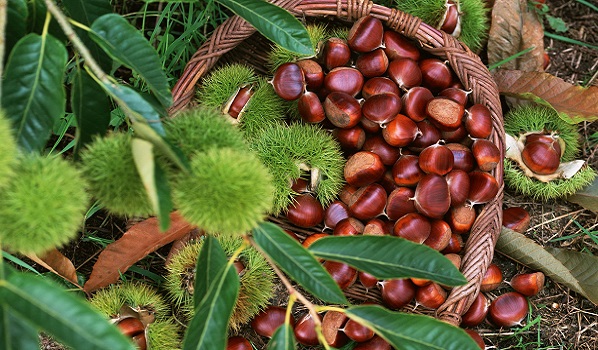 Il giallo delle castagne italiane: dove sono finite?