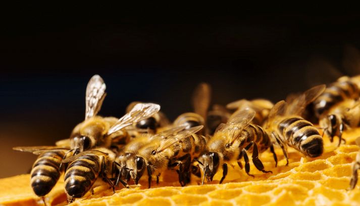 Miele: il giallo delle api scomparse
