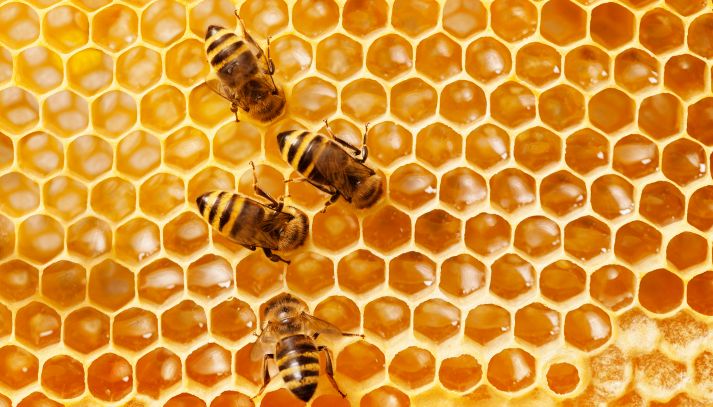Miele: il giallo delle api scomparse