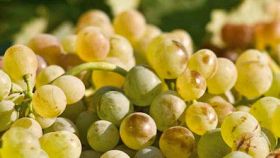 Malvasia