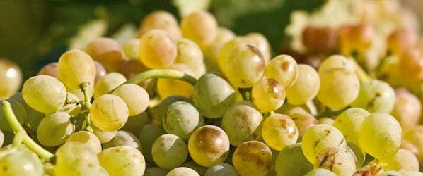 Malvasia