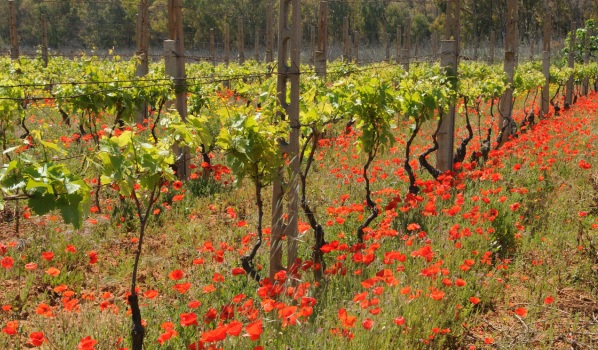 Abbinamento vino-piatti della cucina sarda