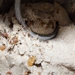 Biscotti all’uva sultanina