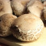 Paccheri con funghi e salsiccia